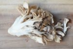 Maitake mushroom Online Sale