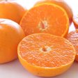 ”Setoka 3kg Gift Box (Top Grade)” “Otoro(fatty tuna) of oranges, known for its rich sweetness from Ehime [Delivery between 7th~8th Feb] For Cheap