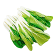 長白菜芯 - 长白菜芯 - LONG BOK CHOY SUM 1.4-1.6lb For Sale