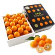 Kinkan Tamatama Excellent (Kumquat) from Miyazaki [Delivery between 7th~8th Feb] For Cheap