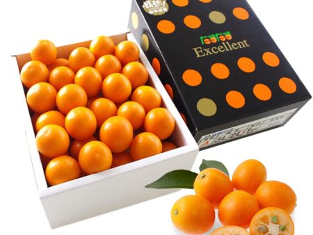 Kinkan Tamatama Excellent (Kumquat) from Miyazaki [Delivery between 7th~8th Feb] For Cheap