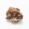 Black Maitake Hot on Sale