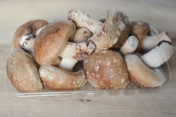 Shiitake mushroom Online Hot Sale