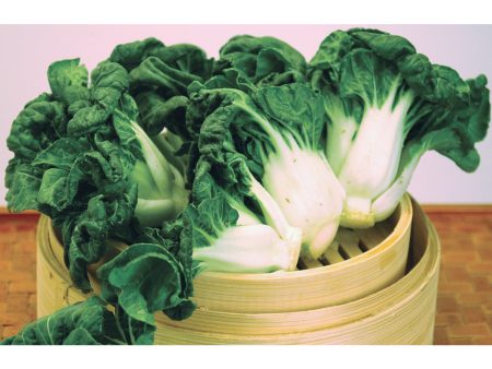 矮腳白菜苗 - 奶油苗 - SMALL BOK CHOY MUI 1.4-1.6LB Cheap