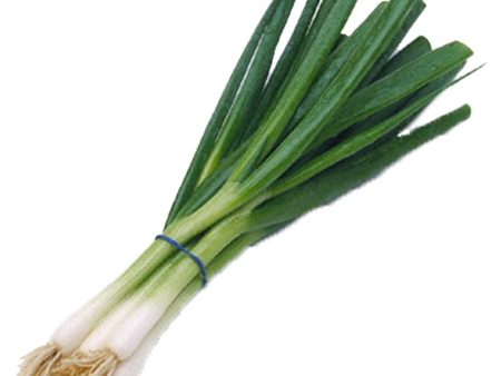 【雙數起售】青蔥 - 青葱 - GREEN ONION(EA) Online now