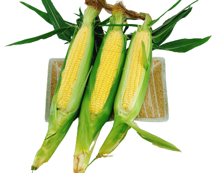 【本週特價】甜玉米 - 甜玉米 - CORN 3pc pack For Cheap