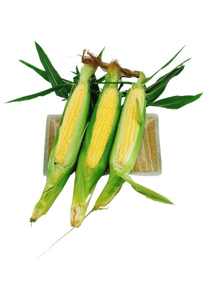 【本週特價】甜玉米 - 甜玉米 - CORN 3pc pack For Cheap