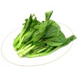 【99熱銷】油菜 - 油菜 - YOU-CHOY 1.4-1.6lb Supply