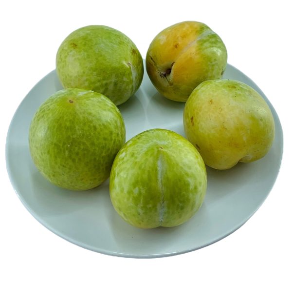 青蛇蛋 - 青蛇蛋 - FLAVOR GRENADS PLUOT 0.9-1.0 lb pk Hot on Sale