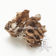 Black Maitake Hot on Sale