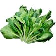 長腳白菜苗 - 长脚白菜苗 - LARGE BOK CHOY MUI  1.4-1.6 lb Sale