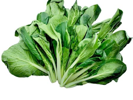 長腳白菜苗 - 长脚白菜苗 - LARGE BOK CHOY MUI  1.4-1.6 lb Sale