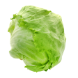 生菜 - 球生菜 - LETTUCE ea Supply