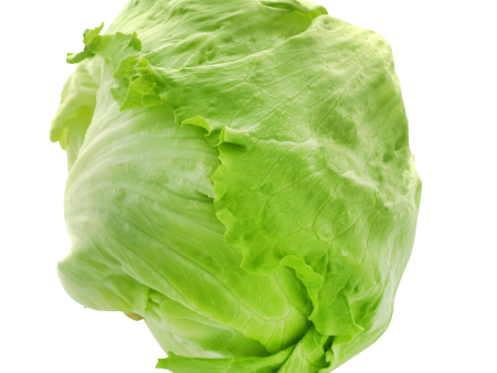 生菜 - 球生菜 - LETTUCE ea Supply