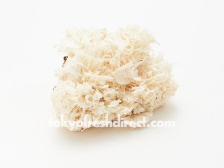 Yamabushi Take (lion s mane mushroom) For Discount