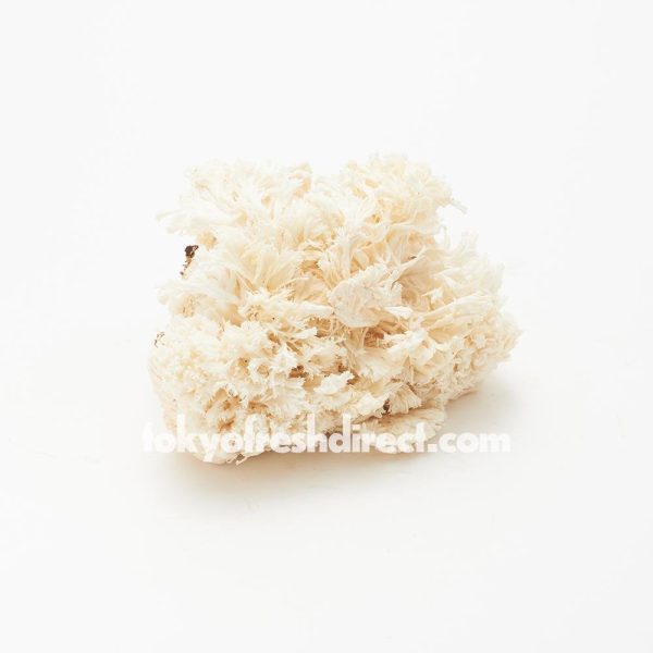 Yamabushi Take (lion s mane mushroom) For Discount