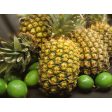 金鳳梨 - 菠萝 - GOLDEN PINEAPPLE EA Online now