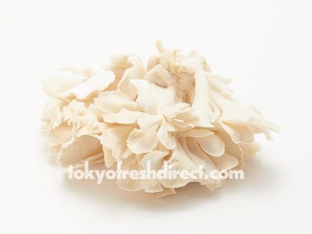 White Maitake Supply