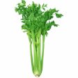 唐芹 - 中国芹菜 - CHINESE CELERY 1.4-1.6 lb For Cheap