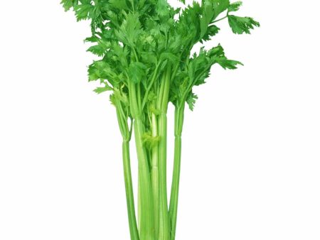 唐芹 - 中国芹菜 - CHINESE CELERY 1.4-1.6 lb For Cheap