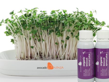 Avocado Ninja Fresh Organic Broccoli Sprout Juice (7 Day Supply) Hot on Sale