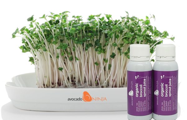 Avocado Ninja Fresh Organic Broccoli Sprout Juice (7 Day Supply) Hot on Sale