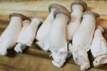 Mini Eryngii Mushroom Online Sale