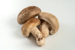 Shiitake mushroom Online Hot Sale