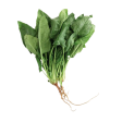 【限時秒殺】台灣菠菜 - 有根菠菜 - TAIWAN SPINACH 1.1-1.3lb Online Sale