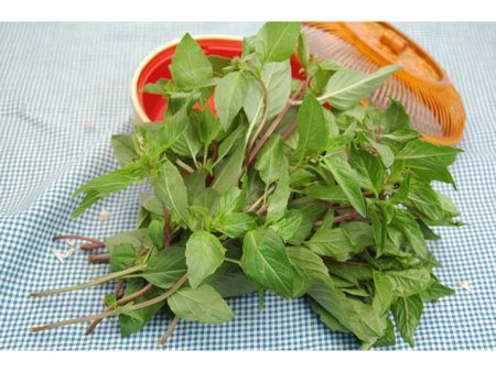 九層塔 - 九层塔 - BASIL 0.9-1LB Online now