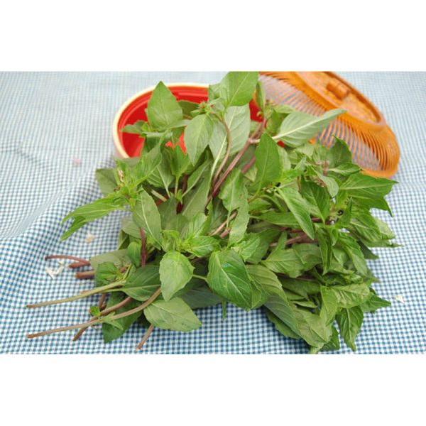 九層塔 - 九层塔 - BASIL 0.9-1LB Online now