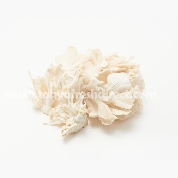 White Maitake Supply