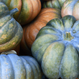 Hokkaido Pumpkin  approx.1.6kg [Delivery between 8th~9th, 15th~16th Nov] Fashion