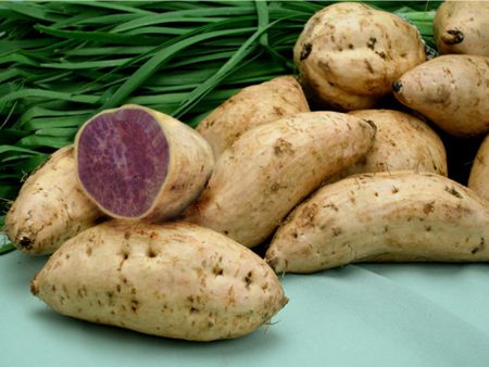 白皮紫薯 - 白皮紫薯- WHITE SKINNED PURPLE YAM 1.9-2.1 lb Supply