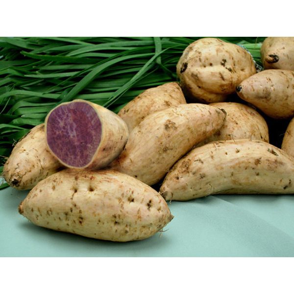 白皮紫薯 - 白皮紫薯- WHITE SKINNED PURPLE YAM 1.9-2.1 lb Supply