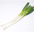 Leek Online Sale