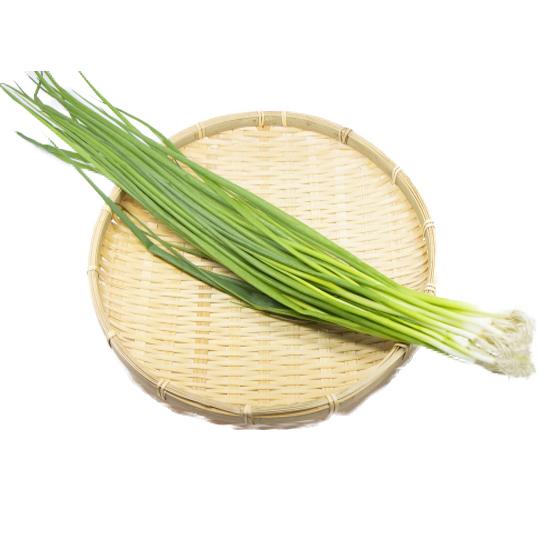 Aji-ichi Negi (green onion) Supply