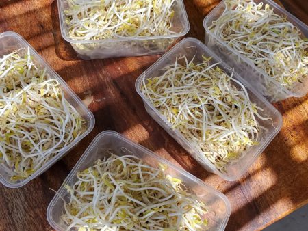 DUYEN - Bean sprout 100gr Hot on Sale