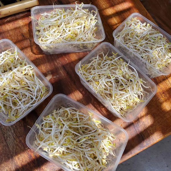 DUYEN - Bean sprout 100gr Hot on Sale