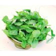 大豆苗 - 大豆苗 - SNOW PEA LEAF 0.9-1 lb pk Discount