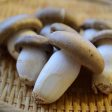 Daikoku (Hon) shimeji mushroom Online now