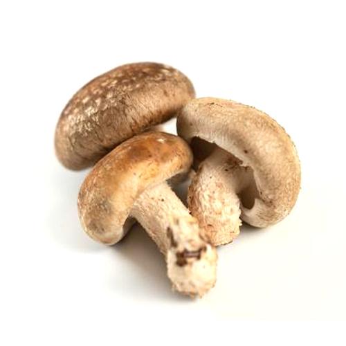 Shiitake mushroom Online Hot Sale