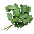 芫荽 - 香菜 - CILANTRO(EA) For Sale