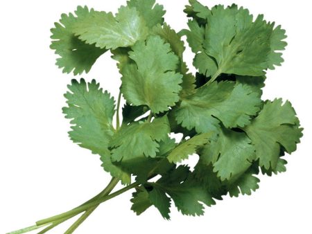 芫荽 - 香菜 - CILANTRO(EA) For Sale