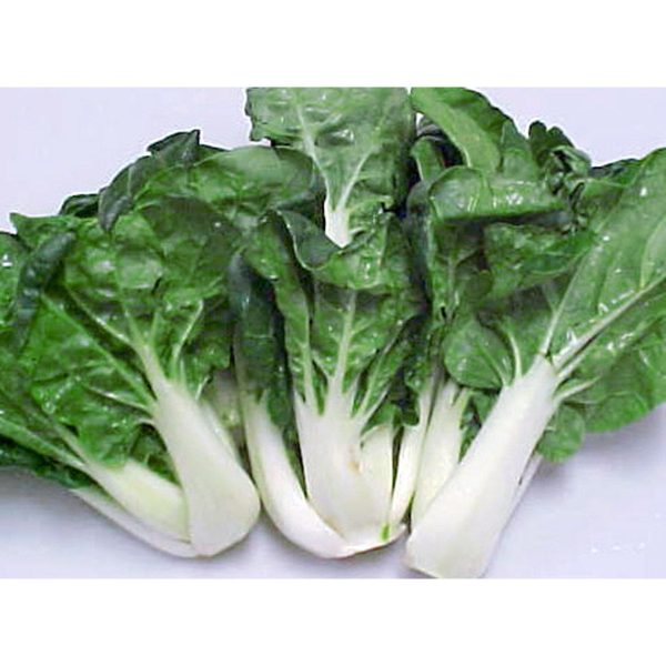 矮腳白菜心 - 奶油菜 - SMALL BOK CHOY SUM 1.4-1.6LB Sale