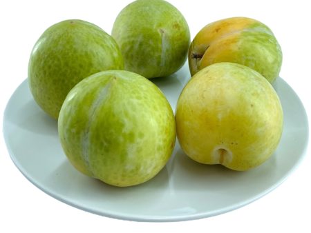 青蛇蛋 - 青蛇蛋 - FLAVOR GRENADS PLUOT 0.9-1.0 lb pk Hot on Sale