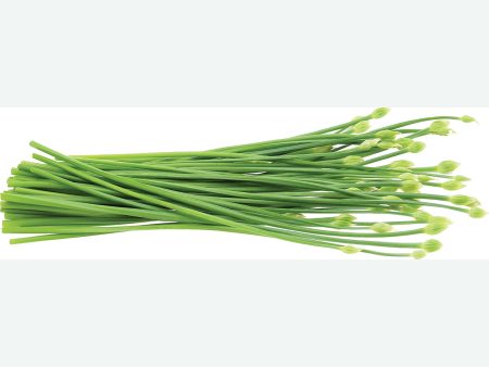 韭菜花 - 韭菜花 - CHIVES BUD 0.4-0.6 lb For Cheap