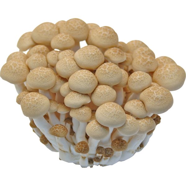 鴻禧菇 - 蟹味菇 - HON SHIMEJI MUSHROOM 5.25oz bag on Sale