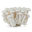 白玉菇 - 白玉菇 - WHITE BEECH MUSHROOM 150g Cheap