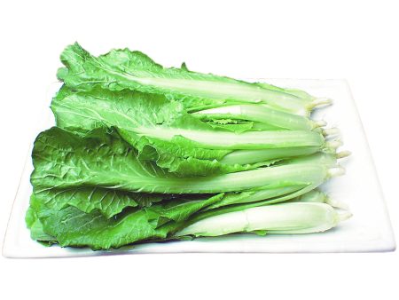 台灣白菜 - 台湾白菜 - TAIWAN BOK CHOY 1.4-1.6lb For Discount